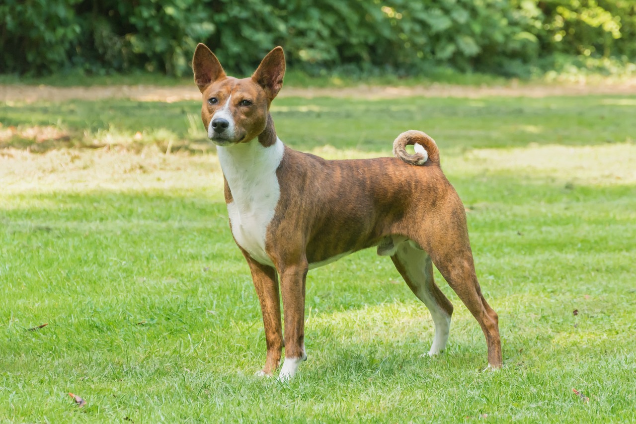 Dog Poop Pickup in Marion Michigan