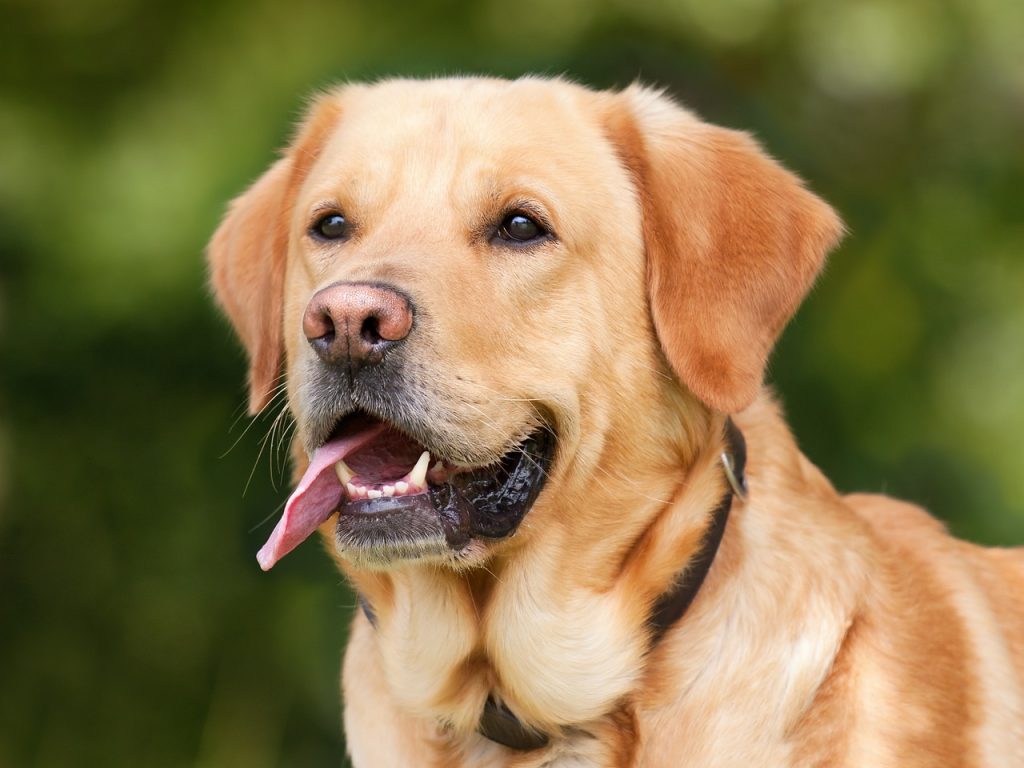 Dog Poop Pickup in Marion Michigan