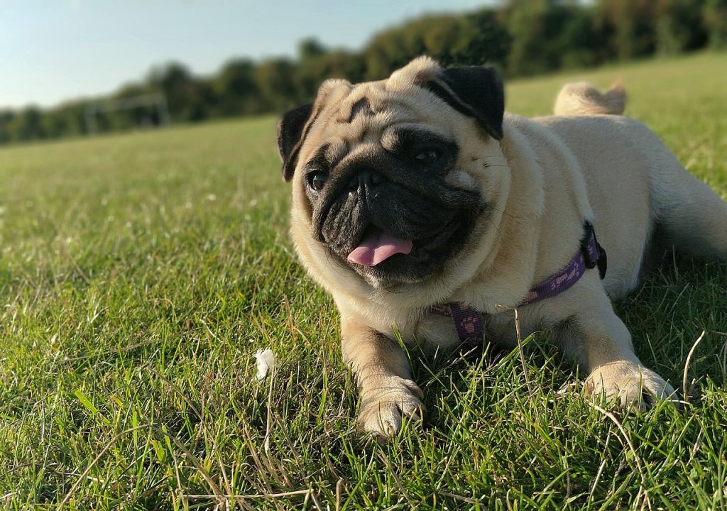 Dog Poop Pickup in Marion Michigan